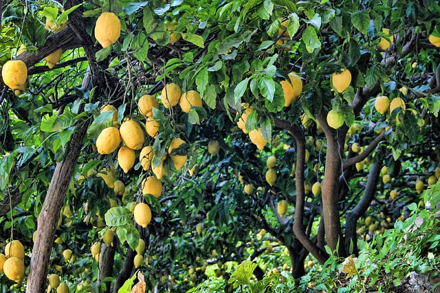 S kamionem, jenž dováží čaj a citron